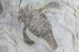Two Eurypterus (Sea Scorpion) Fossils - New York #179503-3